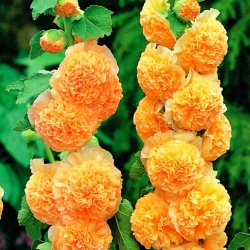 Alcea、Hollyhocks Orange  - 球根/塊茎/ルート - Althaea rosea