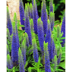 Veronica, Speedwell Blue - květinové cibulky / hlíza / kořen - Veronica spicata