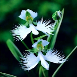 Habenaria Radiata، گل یخ سفید، ارکیده حاشیه - لامپ / غده / ریشه