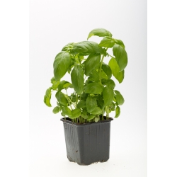 Біо - зелений базилік - сертифіковане органічне насіння - 650 насінин - Ocimum basilicum 