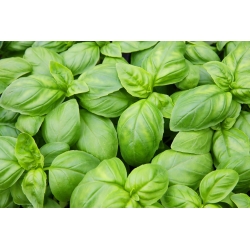 Био - Зелени босиљак - сертификовано органско семе - 650 семена - Ocimum basilicum 