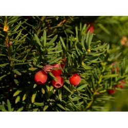 ต้นยูยุโรป, ต้นยูว์อังกฤษ - 20 เมล็ด - Taxus baccata L.