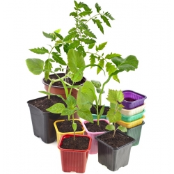 Green square 6 x 6 cm nursery pots - 30 pieces