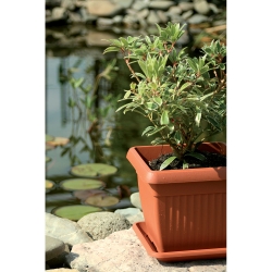 "Terra" udendørs firkantet planter 24 cm med en underkop - terracotta-farvet - 
