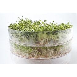 Growing sprouts - Sprout growing container - Sprouter with 2 trays
