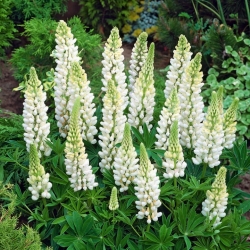 Lupiinit - valkoinen - White - Lupinus hybridus