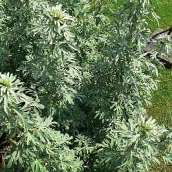Pelin, Semințe Absinthium - Artemisia absinthium - 3000 semințe