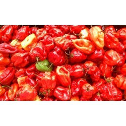 Paprika Habanero - extrémne horúca - 25 semien - Capsicum L. - semená