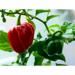 Habanero pepper - extremely hot