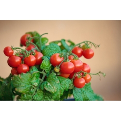 עגבניות "Balkoni האדום F1" - עבור מרפסת המרפסת - Lycopersicon esculentum Mill. - זרעים