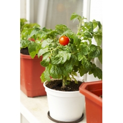 الطماطم "Balkoni Red F1" - لزراعة الشرفة - Lycopersicon esculentum Mill. - ابذرة