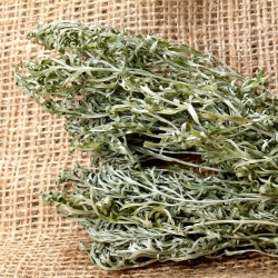 Pelin, Semințe Absinthium - Artemisia absinthium - 3000 semințe
