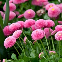 Madeliefje - Pomponette - roze - 690 zaden - Bellis perennis