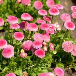 Daugiametės saulutės - Pomponette - rožinis - 690 sėklos - Bellis perennis