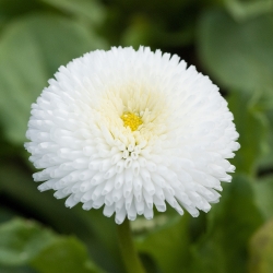 Margarida - Pompom - branco - 690 sementes - Bellis perennis