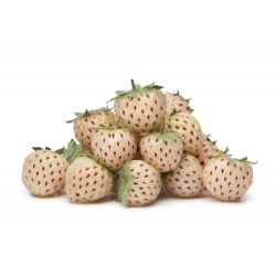 Stroberi nanas putih - semai; Pineberry -  Fragaria x ananassa ‘Pineberry'