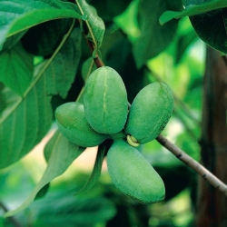 Papaw, papaia comune (Asimina triloba) - 5 semi