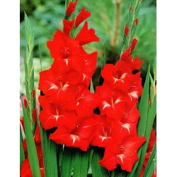 Gladiolus Traderhorn – 냄비에 9 개의 전구; 글라디올러스 - 