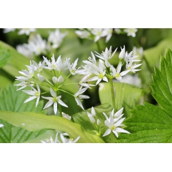Allium ursinum - 5 kvetinové cibule