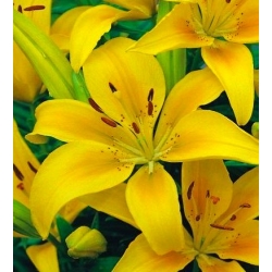 Hỗn hợp hoa lily châu Á - 3 củ trong chậu - Lilium Asiatic Mix