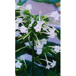 Virágzó dohány, Woodland mag - Nicotiana sylvestris - 25000 mag - magok