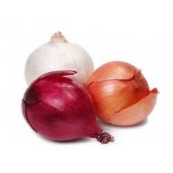 Onion mixed seeds - Allium cepa - 750 seeds