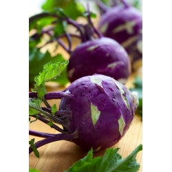 Purple Kohlrabi Alka semená - Brassica oler convar. acephala var. gongylodes - 520 semien - Brassica oleracea var. Gongylodes L.