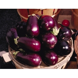 Berinjela - Black Beauty - 210 sementes - Solanum melongena