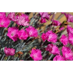Firewitch, Cheddar Pink seeds - Dianthus gratianopolitanus - 120 seeds