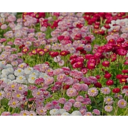 Margarida - variedade da flor dupla - sortida - 600 sementes - Bellis perennis grandiflora.