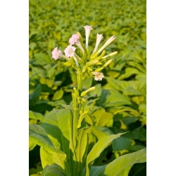 Kvitnúci tabak, Woodland Tabakové semená - Nicotiana sylvestris - 25000 semien