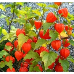 Žiemos vyšnios, šlapimo pūslės sėklų sėklos - Physalis alkekengi - 165 sėklos - Physalis alkekengi var. Franchetti