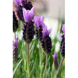 French Lavender, Spanish Lavender seeds -  Lavandula stoechas - 37 seeds