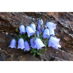 Blue Dwarf Bellflower, Fairy Thimbles seeds - Campanula pusilla - 170 seeds