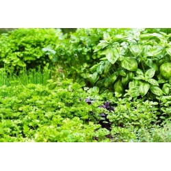 Herb Garden untuk Ramai Tahun - Campuran herba -  - benih