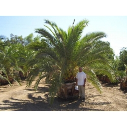 Dátum Kanárskych ostrovov Palmové semená - Phoenix canariensis - 5 semien