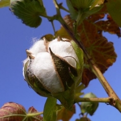 Левант Семе памука - Госсипиум хербацеум - 8 семена - Gossypium L.