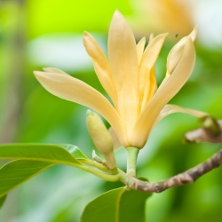 Magnolia champaca - 15 siemenet - Michelia Champaca