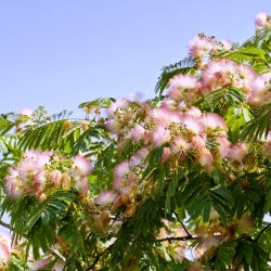 Silketræ - Albizia julibrissin - frø