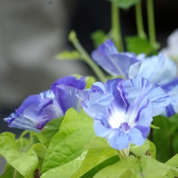 Glória da Manhã - Arlequin – 35 sementes - Ipomoea purpurea