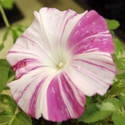 Сутрешна слава Арлекин (смесена) семена - Ipomea purpurea - 35 семена - Ipomoea purpurea
