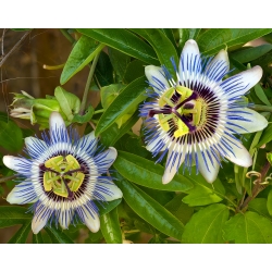 Semena květu modrá passion - Passiflora caerulea - 22 semen
