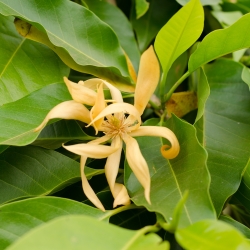 Magnolia champaca - 15 siemenet - Michelia Champaca