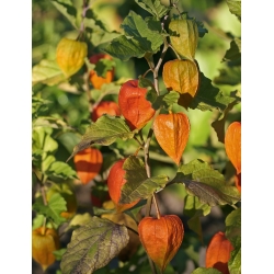 Žiemos vyšnios, šlapimo pūslės sėklų sėklos - Physalis alkekengi - 165 sėklos - Physalis alkekengi var. Franchetti