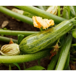 Zucchini Nimba seeds - Cucurbita pepo - 12 seeds