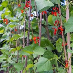 Scarlet Runner Bean, Multiflora Bean mix seeds - Phaseolus coccineus - benih