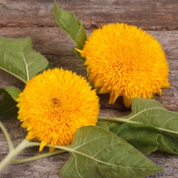 Dwarf Double Sunflower sėklos - Helianthus annuus fl. pl. - 90 sėklų