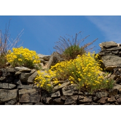دانه های طلای کوه - Alyssum montanum - 500 دانه
