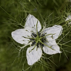 Semena černých semen - Nigella sativa - 250 semen