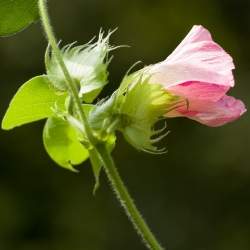 Levantコットンの種子 -  Gossypium herbaceum  -  8種子 - Gossypium L. - シーズ